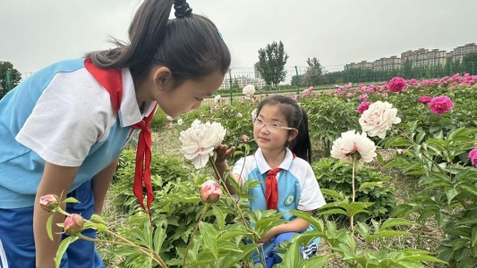菏泽鲁西新区陈集镇陈集小学少先队员观赏劳动基地芍药花