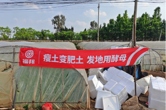 从测土到丰收,安琪福邦和云南天穗在田间地头交出的答卷