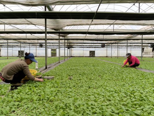 湖北咸丰:全链严控移栽环节 夯实全年生产底盘