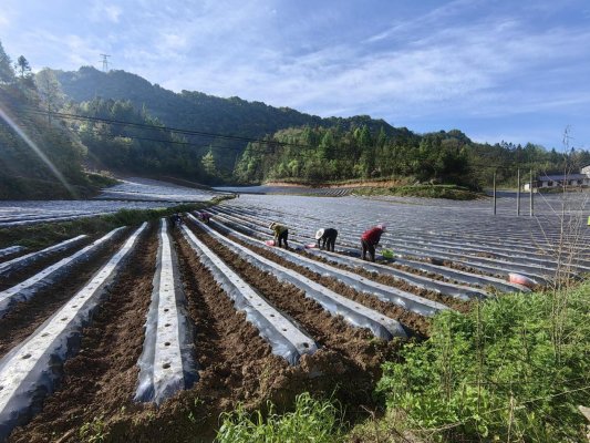 湖北鹤峰:移栽时节争朝夕,井窖技术护烟苗