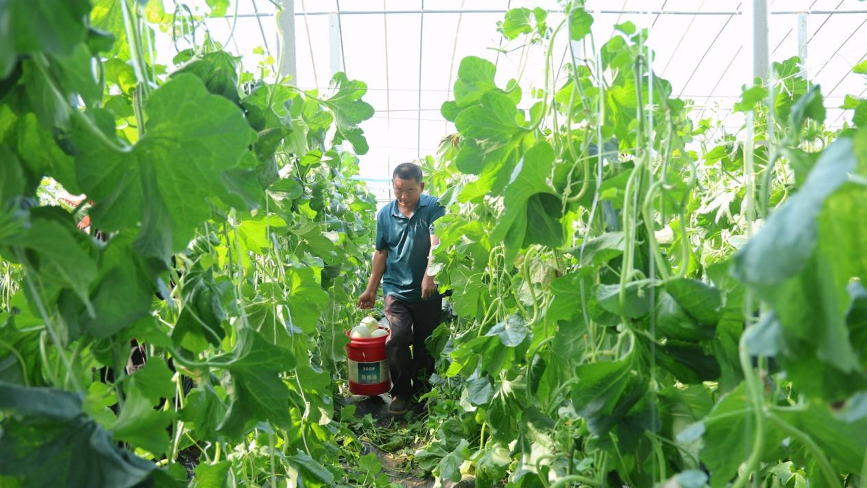 大羊镇:玉菇甜瓜喜丰收 甜蜜产业促振兴