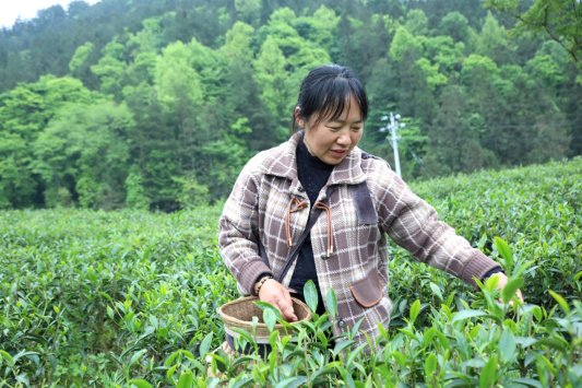 D:杨秀明20261.通讯4.38满坡茶园香茶农采摘忙2Y1A1408.JPG