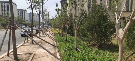 团结路绿化