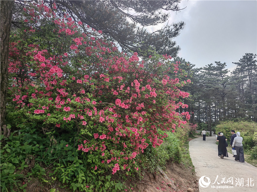 龟峰山顶目前还有部分杜鹃在开放，像站好春天“最后一班岗”。人民网记者 郭婷婷摄