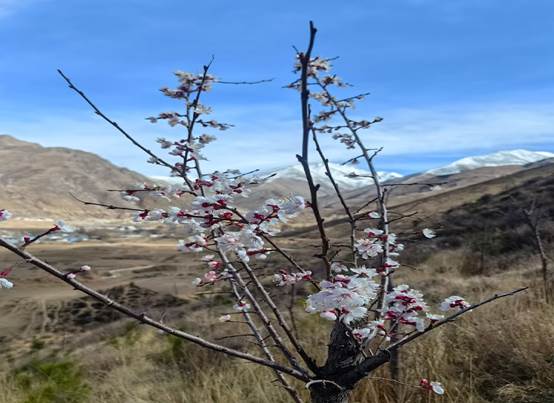 花果盈枝栖飞鸟 绿润南北护高原——工行西藏分行南北山造林工作显成效