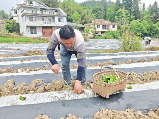 杨宵管护1