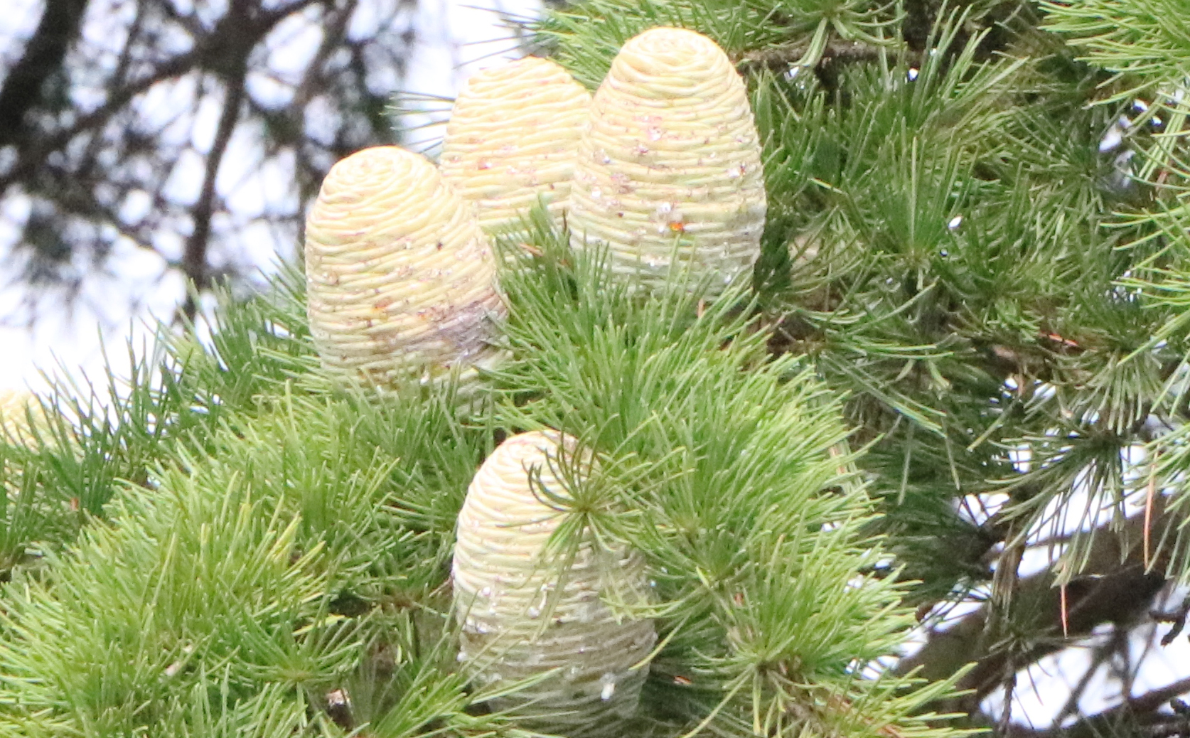郯城县高峰头镇：罕见！五十年雪松挂果