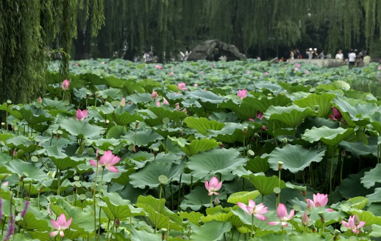 北京圆明园:映日荷花别样红