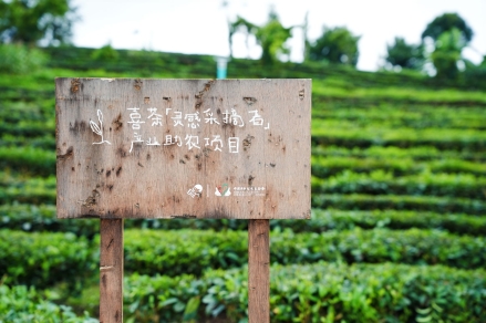 喜茶在云南普洱甄选茶园落地产业助农公益项目