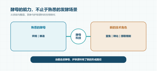 Fermthink®酵母蓝芯Cu25:当铜走进酵母,护肤原料有了新路径