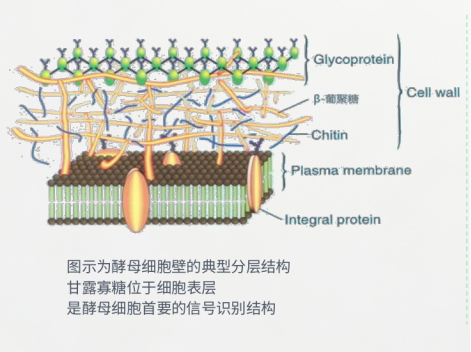 抗衰不只看皮肤,酵母多糖(甘露寡糖)为何进入研究视野?