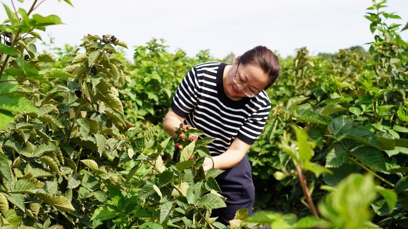 游客采摘树莓2.jpg