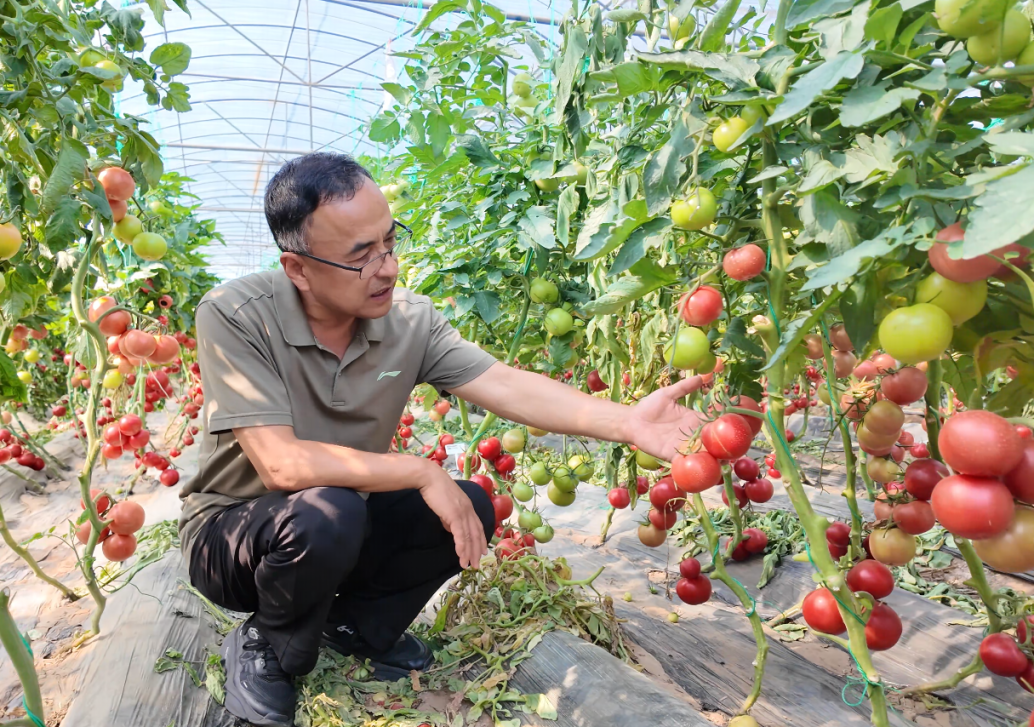 扎根沃土三十载,只为蔬菜“中国芯”——记山东省寿光市三木种苗有限公司董事长刘树森