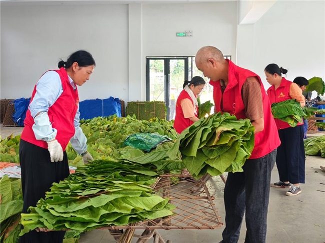 金叶归仓季 助农正当时