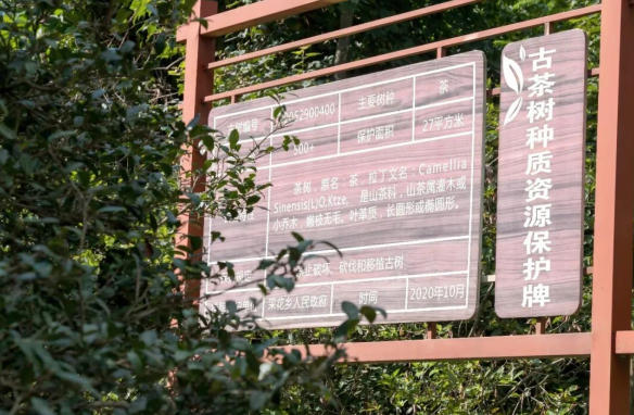 山高路远,茶香深处——探访五峰大山里的古树茶园