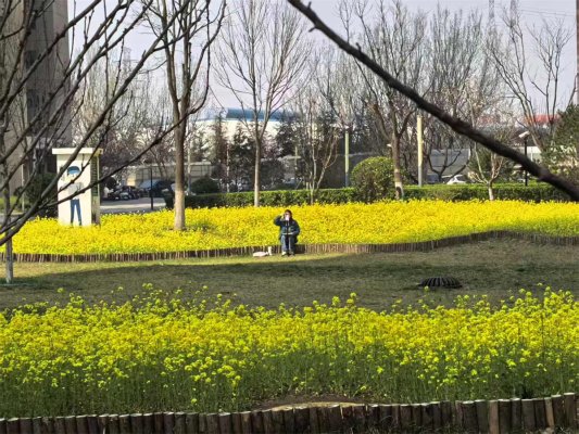 草屑枯枝就地成肥辛安街道淮河路社区探路高密度城区零碳实践(图1)