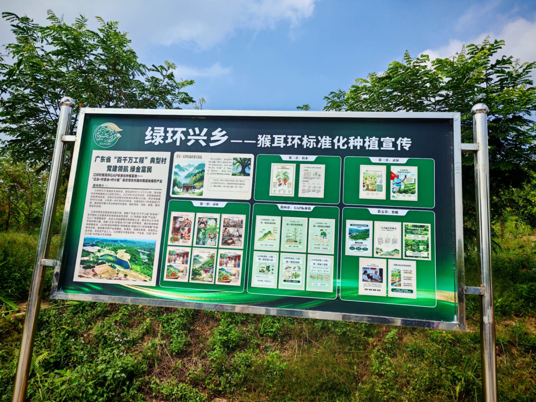 一株南药,绿了荒坡富了乡亲—广州莱泰制药猴耳环种植基地