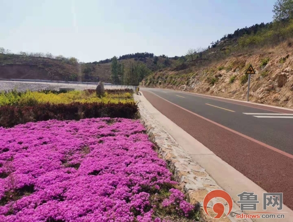 济南市莱芜区羊里街道：打造道路两侧绿化景观 提升道路景观颜值KK体育(图2)