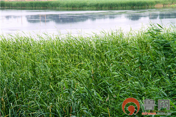 迷人的湿地---吕娜摄于大汶河湿地付家桥段