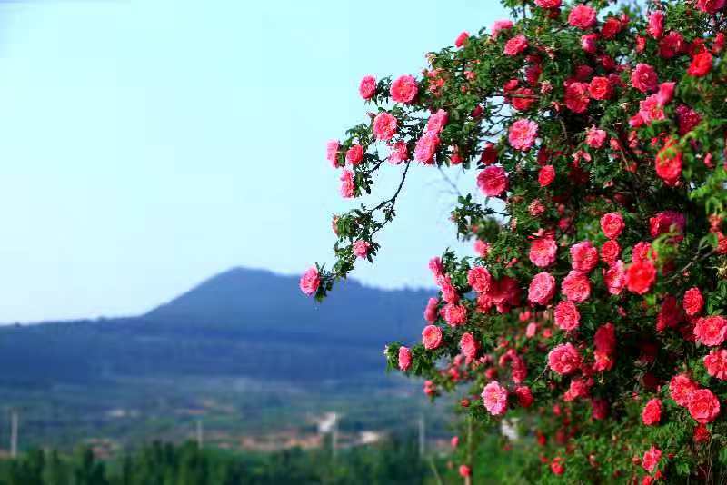 济南市市花增选活动专家论证会举行 同意推荐玫瑰为市花！