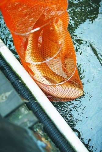 重庆大学校园湖内鱼量过多 邀人钓鱼改善水质