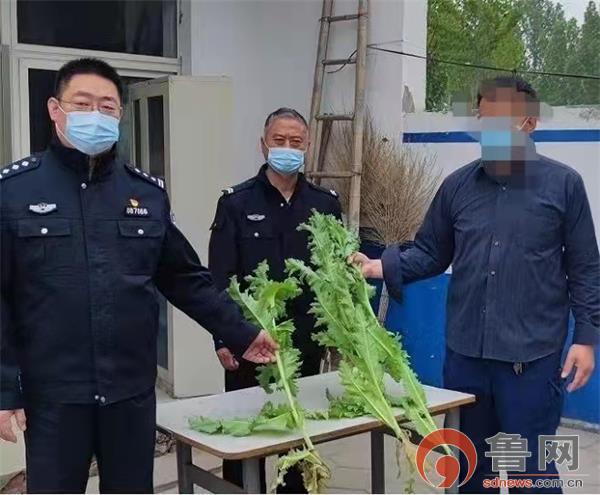 严查！聊城市东昌府警方两个月铲除罂粟600余株！