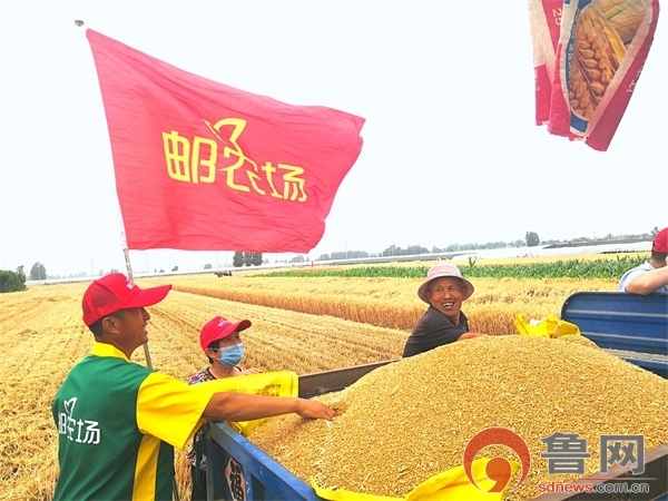 增产率55%！聊城邮农场再交优秀答卷