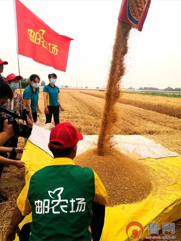 增产率55%！聊城邮农场再交优秀答卷