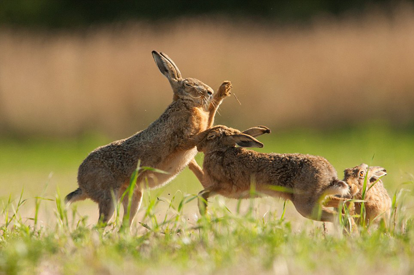 英摄影师偷拍嬉戏野兔击掌求偶图
