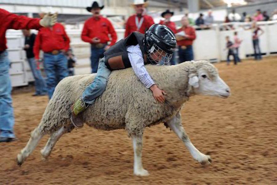 美举办儿童骑羊比赛坚持最久者获胜组图