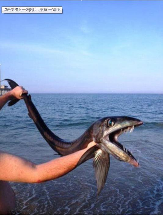 美国海滩现深海怪鱼嘴长獠牙有食人倾向图