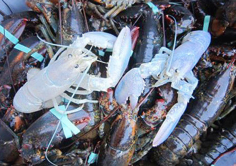 美捕虾人捕获超罕见白化龙虾 概率为亿分之一