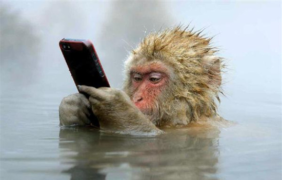 日本一猴子边泡温泉边玩手机照片获摄影奖（图）