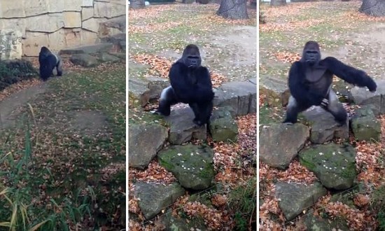 大猩猩朝拍照游客扔石头网友调侃其“害羞”（图）