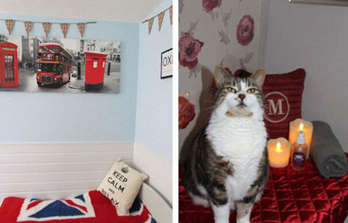 英国开设猫咪豪华酒店每晚费用约19至34英镑