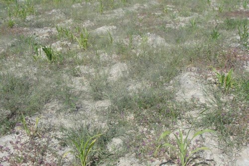 联合国：中美洲长期严重干旱已导致人道主义危机