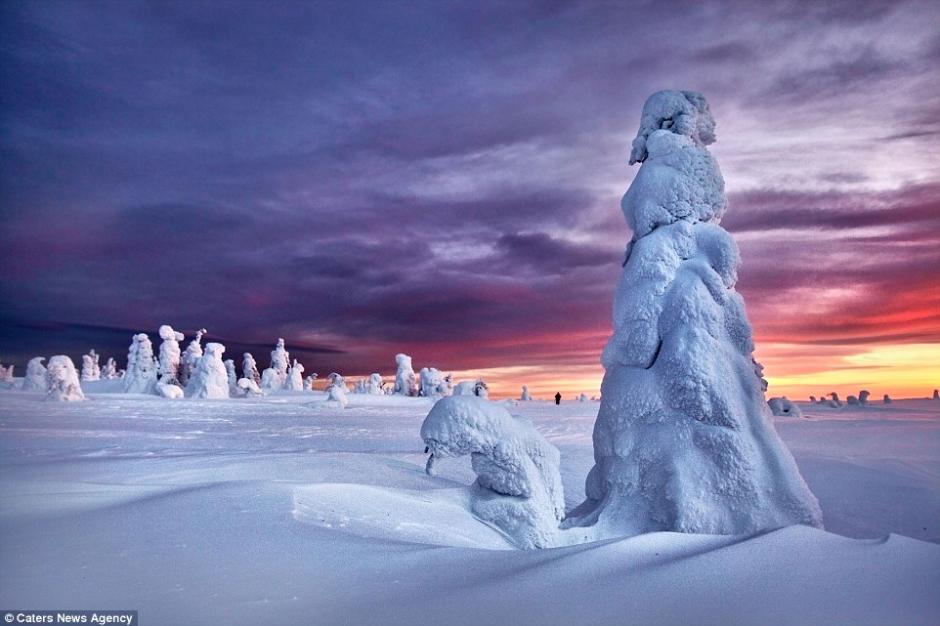 俄罗斯极寒地带树木冰雪覆盖亦妖亦仙