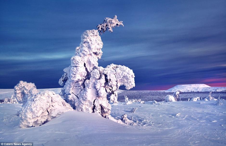 俄罗斯极寒地带树木冰雪覆盖亦妖亦仙
