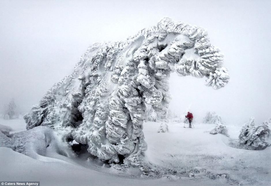 俄罗斯极寒地带树木冰雪覆盖亦妖亦仙