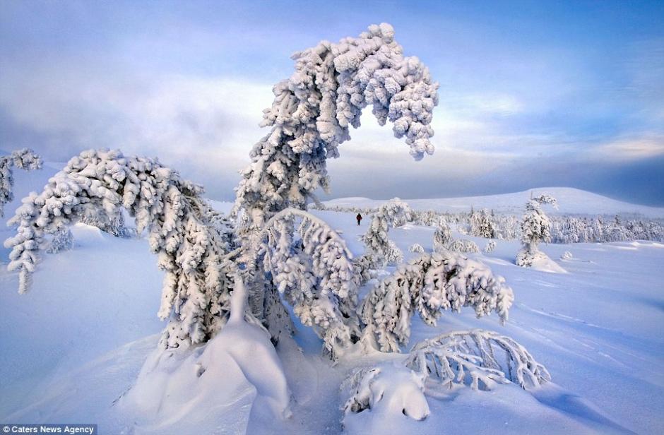 俄罗斯极寒地带树木冰雪覆盖亦妖亦仙