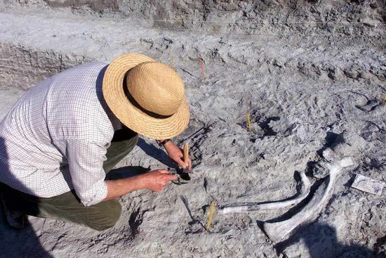 俄西伯利亚发现新型恐龙化石身高或达20米(图)