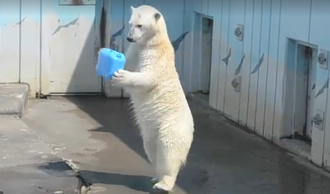 北极熊直立行走娴熟把玩各类道具人气旺（图）