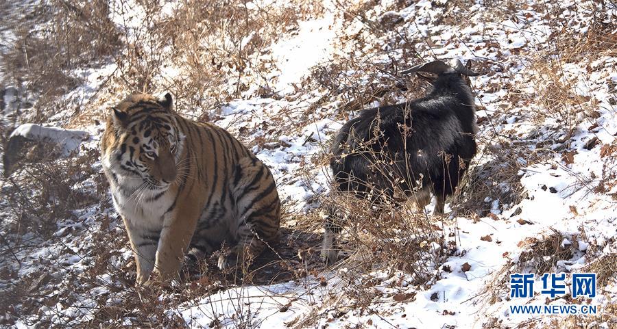 （国际）（1）俄罗斯一动物园老虎和山羊做“朋友”