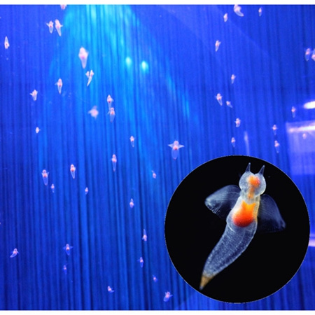 日本展出珍稀冰海精灵如天使浮动梦幻唯美（图）
