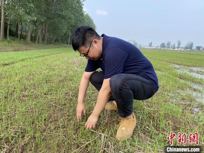 戚允升田间看农作物长势。 孙军 摄 戚允升田间看农作物长势。 孙军 摄