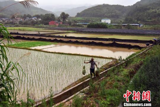 6月23日，因溪水上涨，福建顺昌县建溪牛蛙养殖基地被淹，养殖户正抓紧收牛蛙。　张丽君 摄
