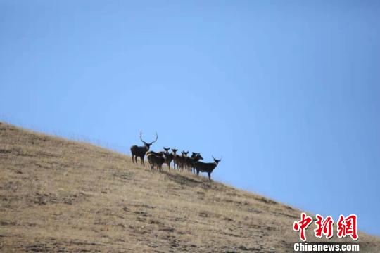 图为红外相机拍摄的野生动物。青海省原上草自然保护中心提供