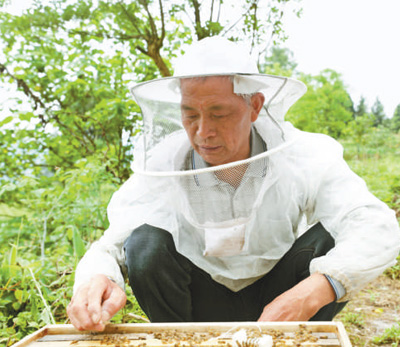追花养蜂，带动脱贫，王贞六—— 六十五岁开始的甜蜜梦想（百姓影像·脱贫路上）