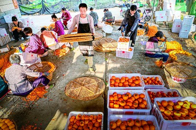 柿饼飘香致富路