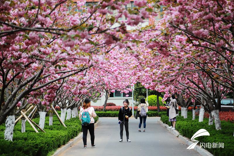 2019年4月19日，在山东省青岛西海岸新区山东科技大学内，大学生在樱花大道拍照留念。 (1)_副本.jpg